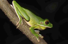 vanen-06-treefrog